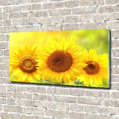 Foto auf Acryl Sonnenblumen