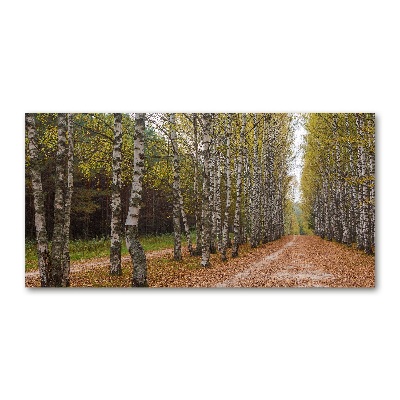 Acrylbild Fotodruck Birkenallee