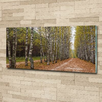 Acrylbild Fotodruck Birkenallee