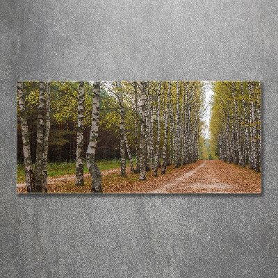 Acrylbild Fotodruck Birkenallee