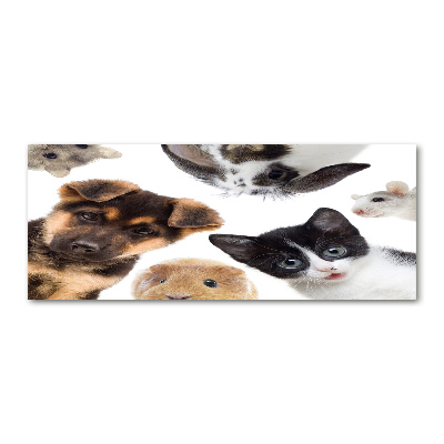 Acrylbild Fotodruck Haustiere