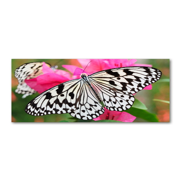 Acrylbild Fotodruck Schmetterling auf einer Blume