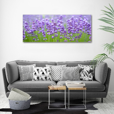 Foto auf Acryl Lavendel