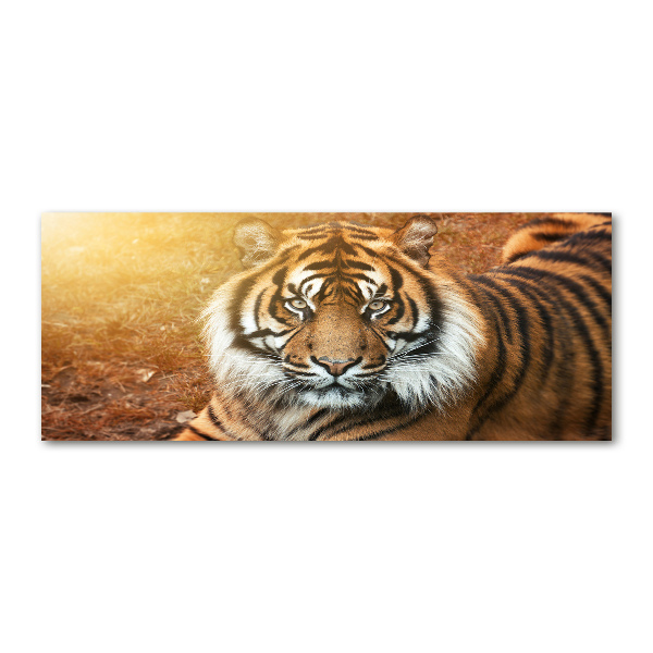 Acrylbild Fotodruck Bengal-Tiger