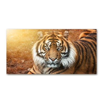 Acrylbild Fotodruck Bengal-Tiger