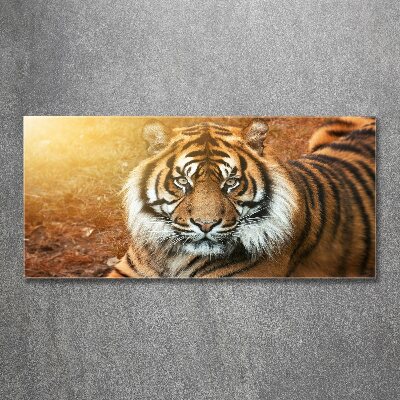 Acrylbild Fotodruck Bengal-Tiger