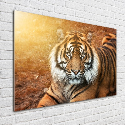 Acrylbild Fotodruck Bengal-Tiger
