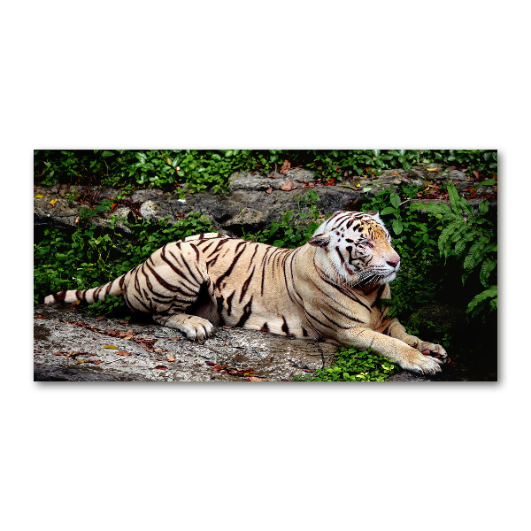 Acrylbild Fotodruck Tiger auf einem Felsen