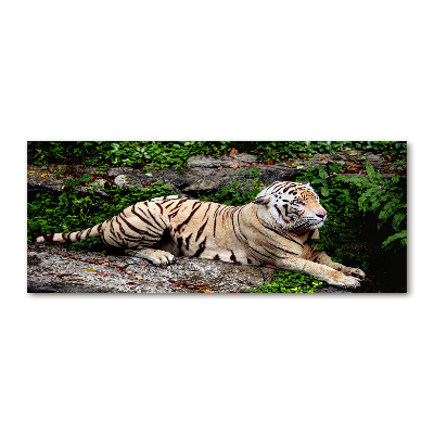 Acrylbild Fotodruck Tiger auf einem Felsen