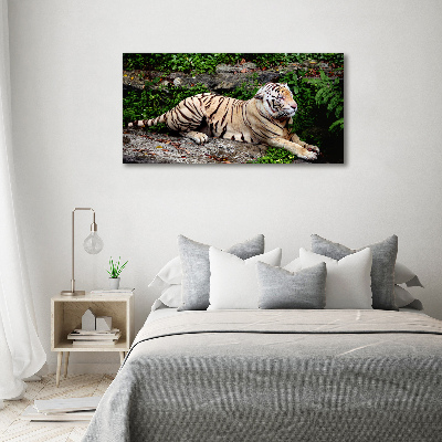 Acrylbild Fotodruck Tiger auf einem Felsen