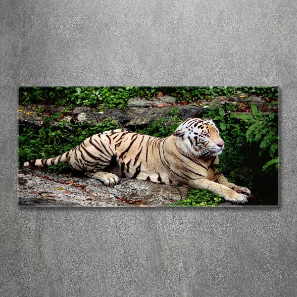 Acrylbild Fotodruck Tiger auf einem Felsen