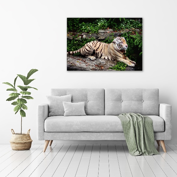 Acrylbild Fotodruck Tiger auf einem Felsen