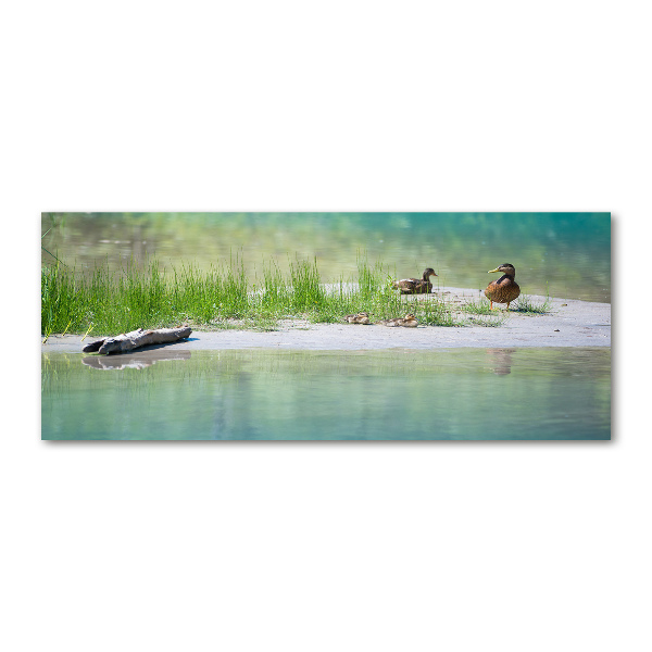 Foto auf Acryl Enten am Wasser