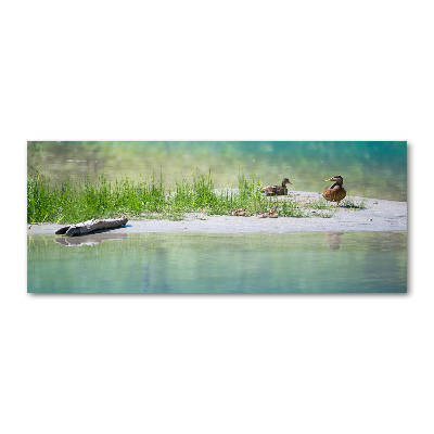 Foto auf Acryl Enten am Wasser