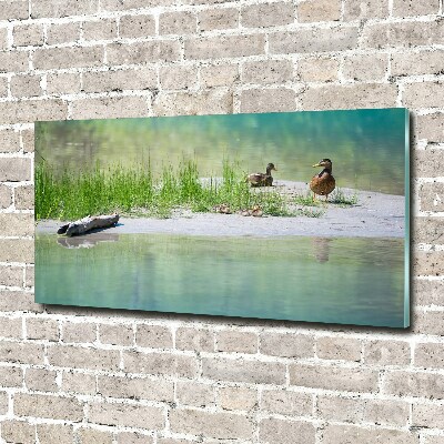 Foto auf Acryl Enten am Wasser