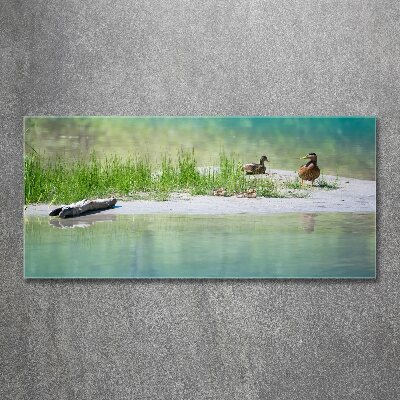 Foto auf Acryl Enten am Wasser