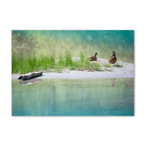 Foto auf Acryl Enten am Wasser