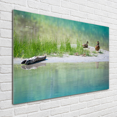 Foto auf Acryl Enten am Wasser