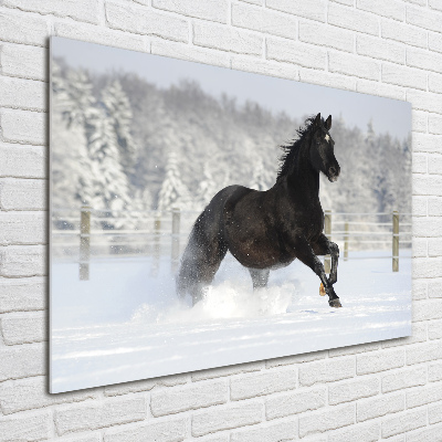 Bild auf Acrylglas Ein Pferd galoppiert im Schnee