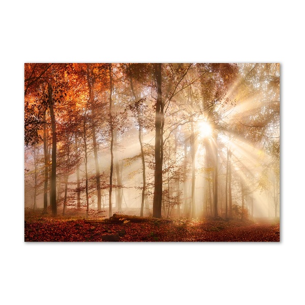 Acrylbild Fotodruck Nebel im Herbstwald