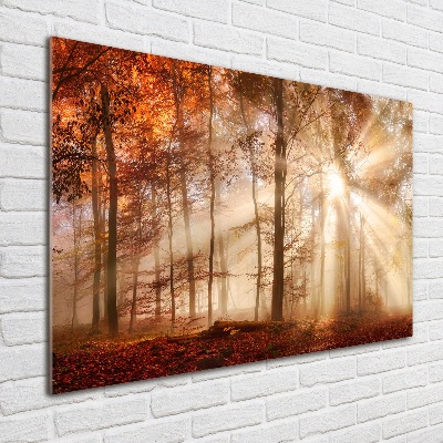 Acrylbild Fotodruck Nebel im Herbstwald