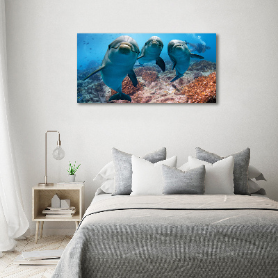 Acrylglas-Druck Delfine