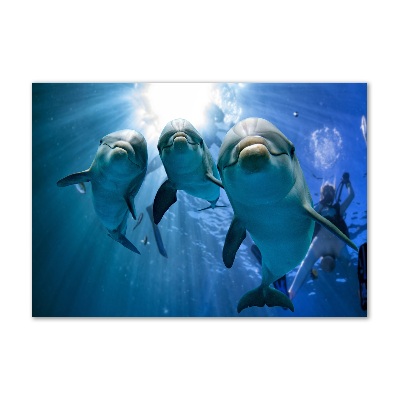Foto auf Acryl Drei Delfine