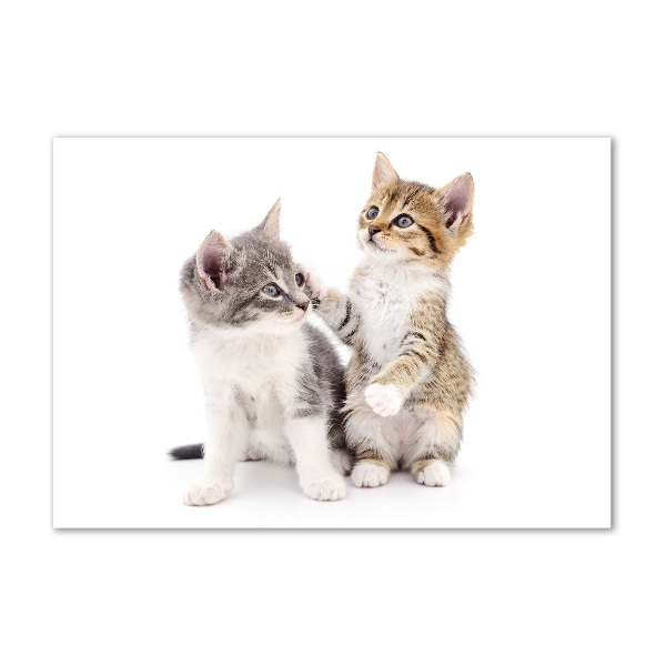 Bild auf Acrylglas Zwei kleine Katzen