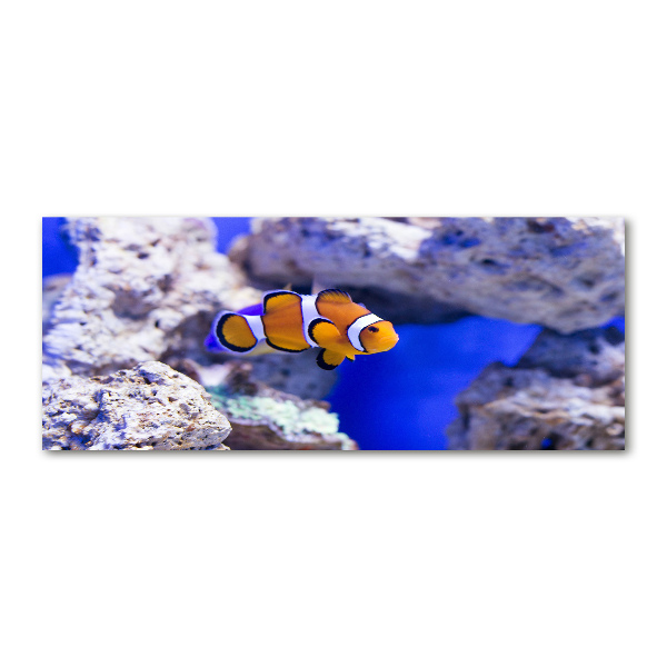 Acrylglas-Druck Korallenriff-Clownfisch
