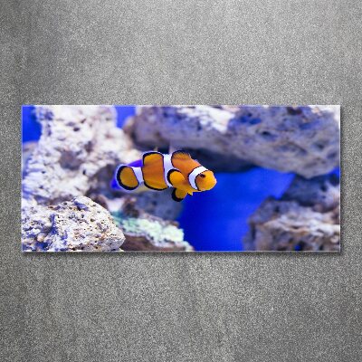 Acrylglas-Druck Korallenriff-Clownfisch