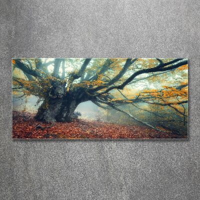 Foto auf Acryl Alter Baum