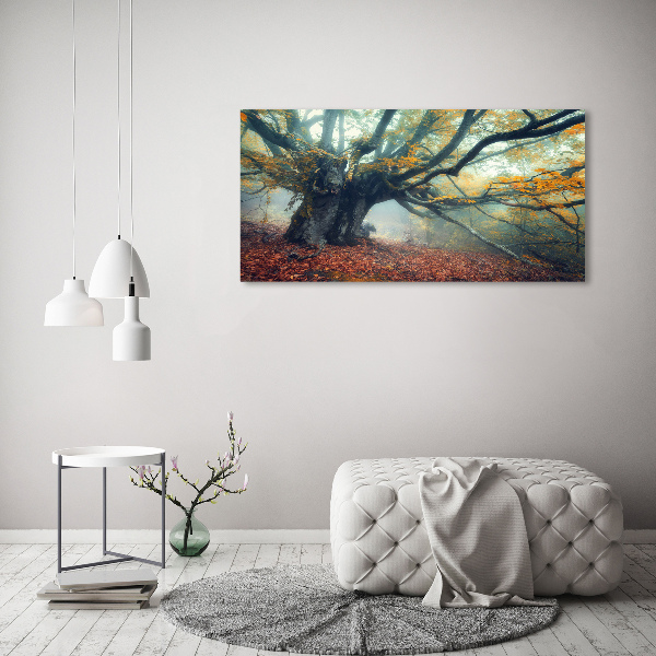 Foto auf Acryl Alter Baum