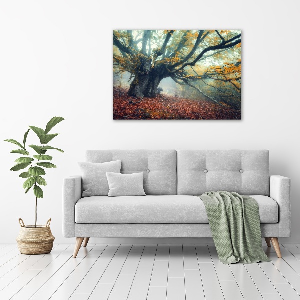Foto auf Acryl Alter Baum