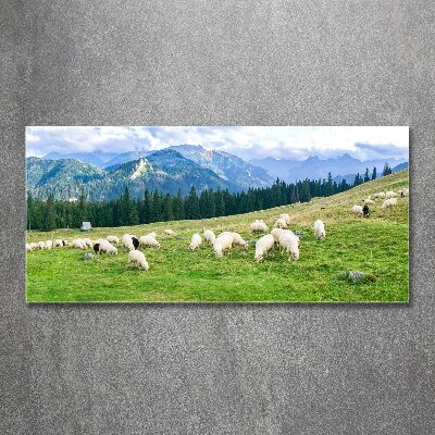 Acrylbild Fotodruck Schafe in der Tatra