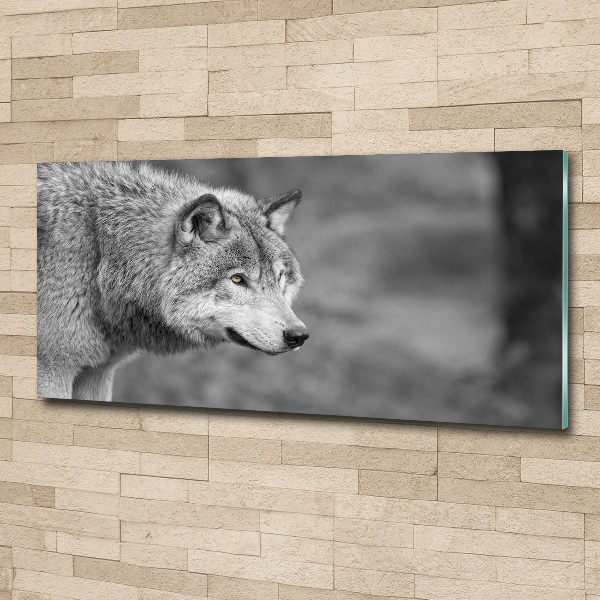 Acrylglas-Druck Grauer Wolf