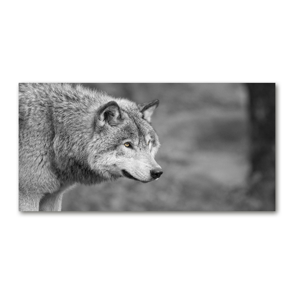 Acrylglas-Druck Grauer Wolf