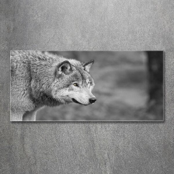 Acrylglas-Druck Grauer Wolf