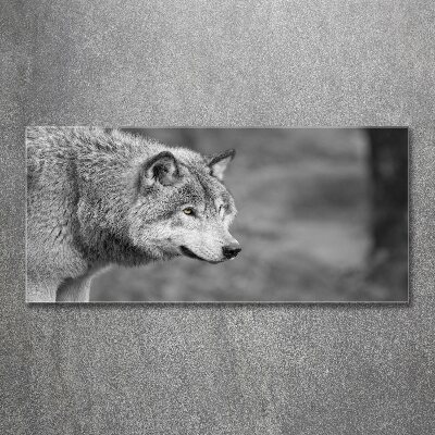 Acrylglas-Druck Grauer Wolf