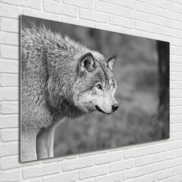Acrylglas-Druck Grauer Wolf