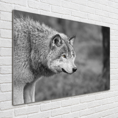 Acrylglas-Druck Grauer Wolf