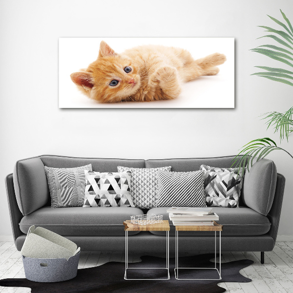 Foto auf Acryl Ingwerkatze