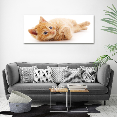 Foto auf Acryl Ingwerkatze