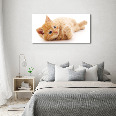 Foto auf Acryl Ingwerkatze