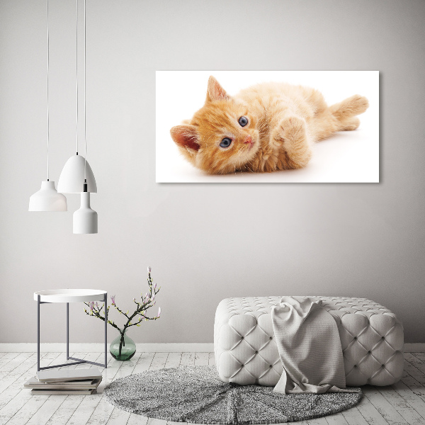 Foto auf Acryl Ingwerkatze