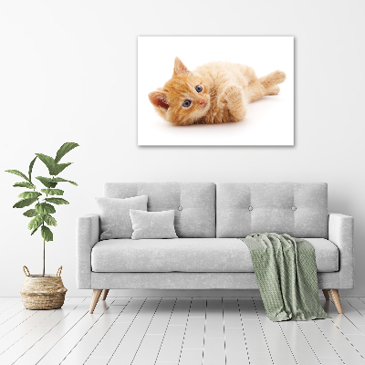 Foto auf Acryl Ingwerkatze