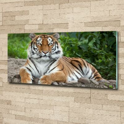 Acrylbild Fotodruck Sibirischer Tiger