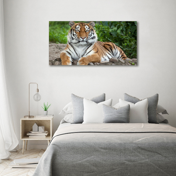 Acrylbild Fotodruck Sibirischer Tiger