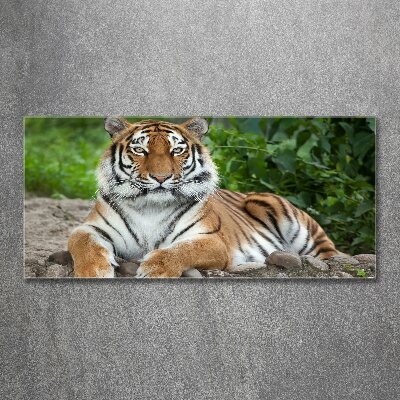 Acrylbild Fotodruck Sibirischer Tiger