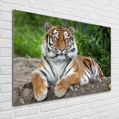 Acrylbild Fotodruck Sibirischer Tiger