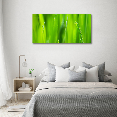 Acrylglas-Druck Junger Hafer